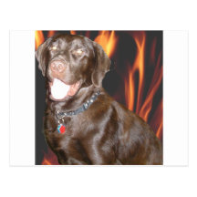LAB LOVE W/FLAMES POSTCARDS
