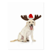 Lab Puppy Wearing Antlers Post Card