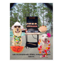 Lab Traits - Affable & Good Natured Postcard