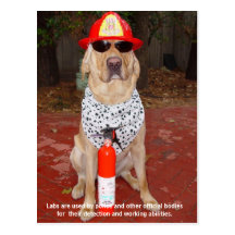 Lab Traits - Use by Police & Firemen Postcard