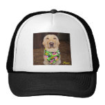 Laboratoire hawaïen casquettes