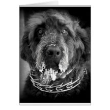 Labradoodle Card