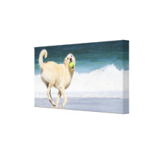 Labradoodle - Happy Day on the Beach Canvas Prints