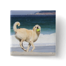 Labradoodle - Marilyn Monroe of the Beach