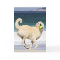 Labradoodle - Marilyn Monroe of the Beach Greeting Cards
