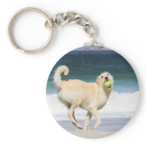 Labradoodle - Marilyn Monroe of the Beach