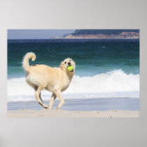 Labradoodle - Marilyn Monroe of the Beach Poster
