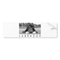 Labrador B&W Bumper Stickers