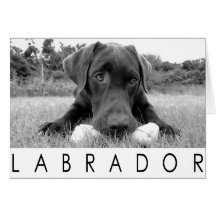 Labrador B&W Card