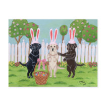 Labrador Easter Bunnies!! Postcards