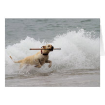 Labrador - jaune - allez effort ! carte de vœux