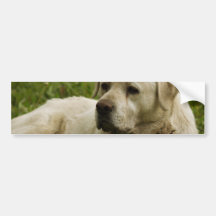 Labrador Photo Bumper Stickers