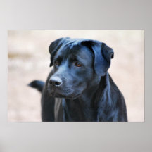 Labrador Posters
