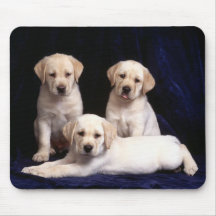 labrador puppies mouse pad