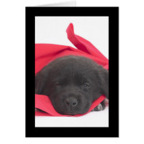 Labrador Puppy cards