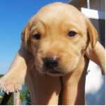 Labrador Puppy - Good Morning! Photo Cutouts