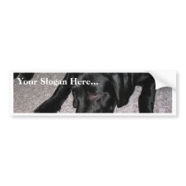 Labrador Puppy Is Eating Grapes Bumper Stickers