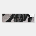 Labrador Puppy Is Eating Grapes Bumper Sticker