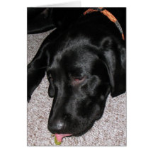 Labrador Puppy Is Eating Grapes Card