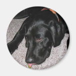 Labrador Puppy Is Eating Grapes Fridge Magnets