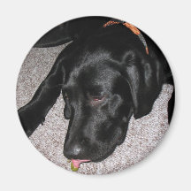 Labrador Puppy Is Eating Grapes Fridge Magnets