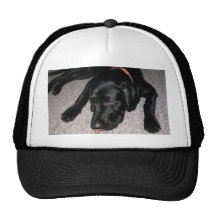 Labrador Puppy Is Eating Grapes Mesh Hat