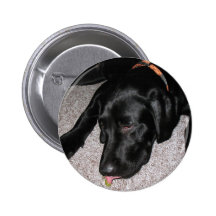 Labrador Puppy Is Eating Grapes Pinback Buttons