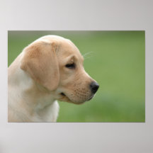 Labrador puppy print