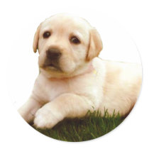 Labrador puppy stickers