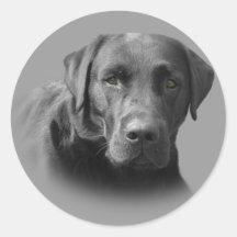 Labrador Retriever Awesome Sticker