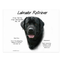 Labrador Retriever (blk) History Design Postcards