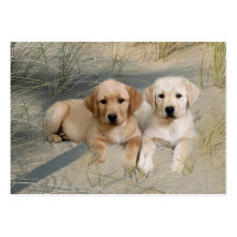 Labrador Retriever Breeder Business Card