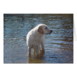 Labrador Retriever Card At The Lake