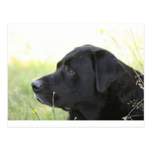 Labrador Retriever Carte Postale