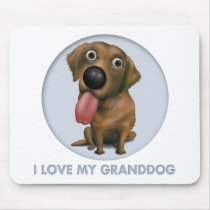 Labrador Retriever (Chocolate) Granddog