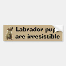 Labrador Retriever Irresistible Bumper Sticker