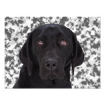 Labrador retriever noir impressions photographiques