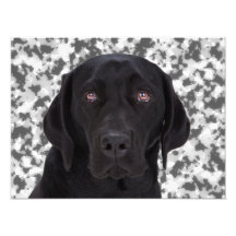 Labrador retriever noir impressions photographiques