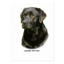Labrador retriever noir carte postale