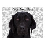 Labrador retriever noir cartes postales