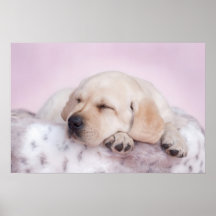 Labrador retriever  on pink poster