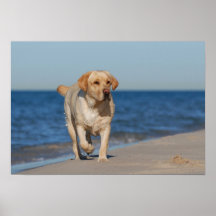 Labrador retriever on the beach poster