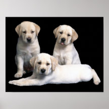 Labrador Retriever Puppies Print