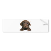 Labrador Retriever puppy 9Y270D-050 Bumper Sticker
