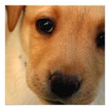 Labrador Retriever Puppy Personalized Announcements