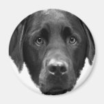 Labrador Retriever Refrigerator Magnets