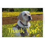 Labrador Retriever Thank You Card At The Fence