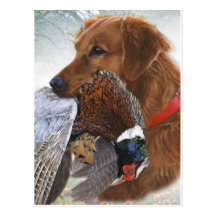 Labrador Retriever The Ultimate Bird Dog Postcard