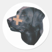 Labrador Retriever With Band-Aid Sticker