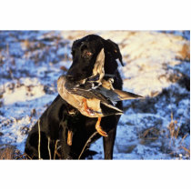 Labrador Retriever with Drake Mallard Acrylic Cut Out